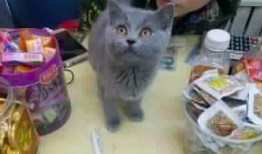 猫咪再见娱乐吃瓜酱,揭秘娱乐圈幕后趣闻